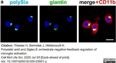 Anti Mouse CD11b Antibody, clone M1/70.15 gallery image 19