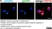 Anti Mouse CD11b Antibody, clone M1/70.15 thumbnail image 19