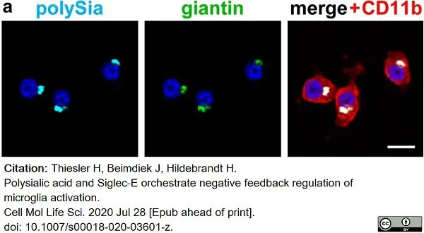 Anti Mouse CD11b Antibody, clone M1/70.15 gallery image 19