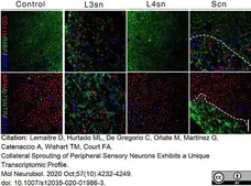 Anti Mouse CD11b Antibody, clone M1/70.15 gallery image 22
