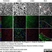 Anti Mouse CD11b Antibody, clone M1/70.15 thumbnail image 22