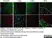 Anti Mouse CD11b Antibody, clone M1/70.15 thumbnail image 22