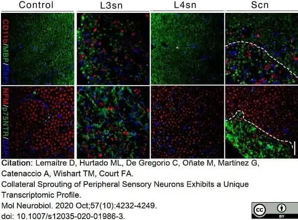 Anti Mouse CD11b Antibody, clone M1/70.15 gallery image 22
