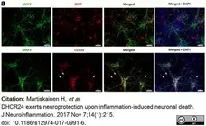 Anti Mouse CD11b Antibody, clone M1/70.15 gallery image 23