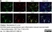 Anti Mouse CD11b Antibody, clone M1/70.15 thumbnail image 23