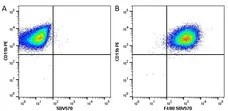 Anti Mouse CD11b Antibody, clone M1/70.15 gallery image 27