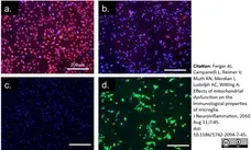 Anti Mouse CD11b Antibody, clone M1/70.15 gallery image 3