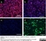Anti Mouse CD11b Antibody, clone M1/70.15 thumbnail image 3