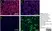 Anti Mouse CD11b Antibody, clone M1/70.15 thumbnail image 3