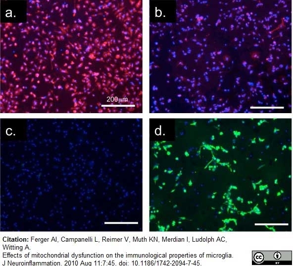 Anti Mouse CD11b Antibody, clone M1/70.15 thumbnail image 3