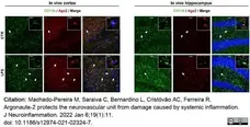 Anti Mouse CD11b Antibody, clone M1/70.15 gallery image 33