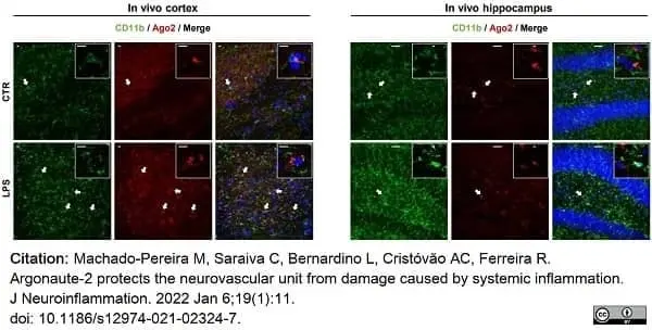 Anti Mouse CD11b Antibody, clone M1/70.15 gallery image 33