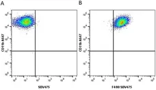 Anti Mouse CD11b Antibody, clone M1/70.15 gallery image 35