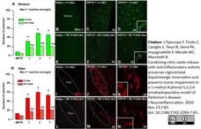 Anti Mouse CD11b Antibody, clone M1/70.15 gallery image 4