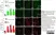 Anti Mouse CD11b Antibody, clone M1/70.15 thumbnail image 4