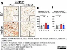 Anti Mouse CD11b Antibody, clone M1/70.15 gallery image 41