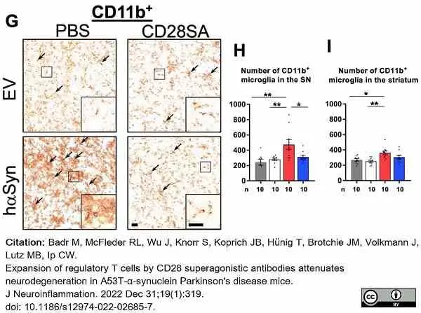 Anti Mouse CD11b Antibody, clone M1/70.15 gallery image 41
