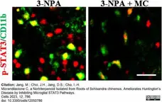 Anti Mouse CD11b Antibody, clone M1/70.15 gallery image 42
