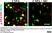 Anti Mouse CD11b Antibody, clone M1/70.15 thumbnail image 42