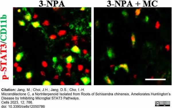 Anti Mouse CD11b Antibody, clone M1/70.15 gallery image 42