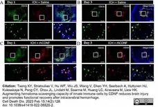 Anti Mouse CD11b Antibody, clone M1/70.15 gallery image 43