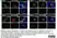 Anti Mouse CD11b Antibody, clone M1/70.15 thumbnail image 43