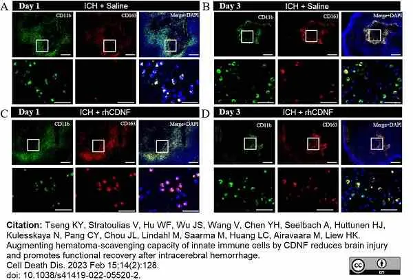 Anti Mouse CD11b Antibody, clone M1/70.15 gallery image 43