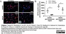 Anti Mouse CD11b Antibody, clone M1/70.15 gallery image 44