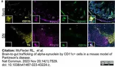 Anti Mouse CD11b Antibody, clone M1/70.15 gallery image 47