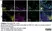Anti Mouse CD11b Antibody, clone M1/70.15 thumbnail image 47