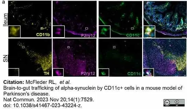 Anti Mouse CD11b Antibody, clone M1/70.15 gallery image 47