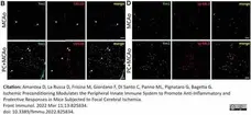 Anti Mouse CD11b Antibody, clone M1/70.15 gallery image 48