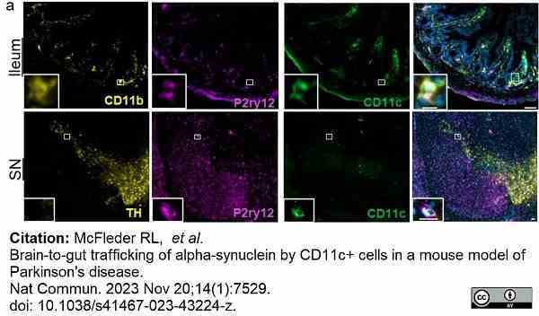 Anti Mouse CD11b Antibody, clone M1/70.15 gallery image 48