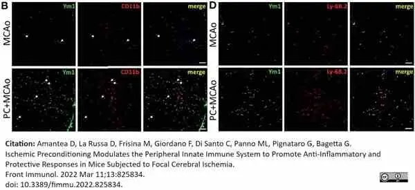 Anti Mouse CD11b Antibody, clone M1/70.15 gallery image 48