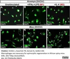 Anti Mouse CD11b Antibody, clone M1/70.15 gallery image 49