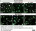 Anti Mouse CD11b Antibody, clone M1/70.15 thumbnail image 49
