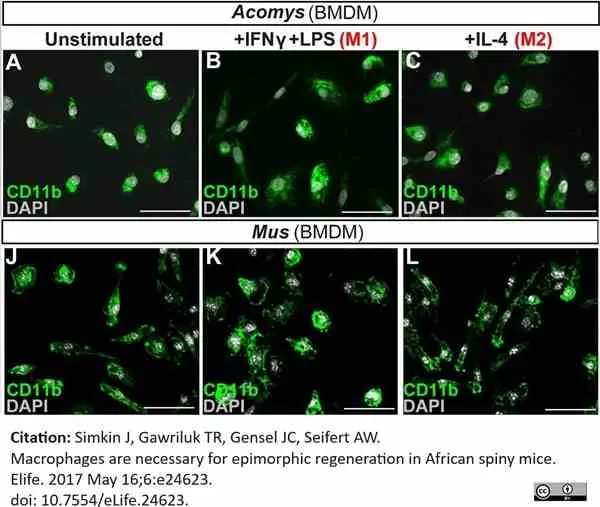 Anti Mouse CD11b Antibody, clone M1/70.15 gallery image 49