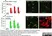Anti Mouse CD11b Antibody, clone M1/70.15 thumbnail image 5