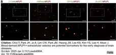 Anti Mouse CD11b Antibody, clone M1/70.15 gallery image 50