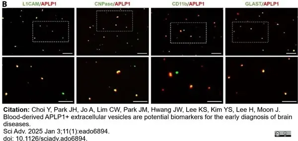 Anti Mouse CD11b Antibody, clone M1/70.15 gallery image 50