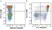 Anti Mouse CD11b Antibody, clone M1/70.15 thumbnail image 52