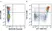 Anti Mouse CD11b Antibody, clone M1/70.15 thumbnail image 54