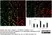 Anti Mouse CD11b Antibody, clone M1/70.15 thumbnail image 6
