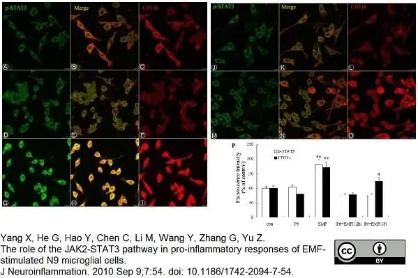 Anti Mouse CD11b Antibody, clone M1/70.15 gallery image 6