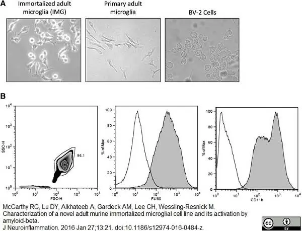 Anti Mouse CD11b Antibody, clone M1/70.15 gallery image 7