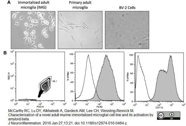 Anti Mouse CD11b Antibody, clone M1/70.15 gallery image 7
