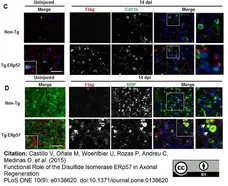 Anti Mouse CD11b Antibody, clone M1/70.15 gallery image 9