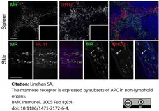 Anti Mouse CD11c Antibody, clone N418 gallery image 1