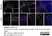 Anti Mouse CD11c Antibody, clone N418 thumbnail image 1