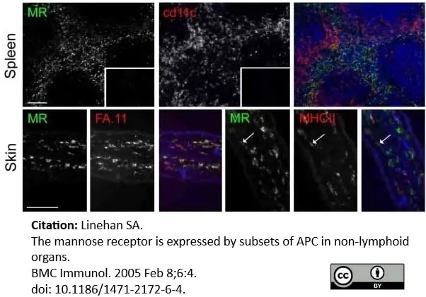 Maichan CD10枚 Anti Mouse CD11c Antibody, clone N418 | Bio-Rad